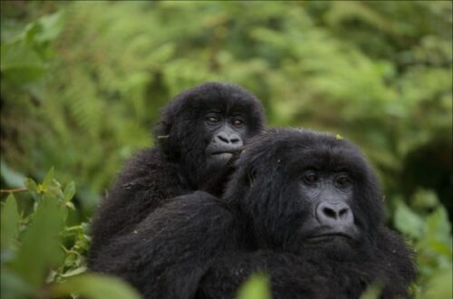 Article : Parc national des Virunga : l’humain se fout-il de son patrimoine ?